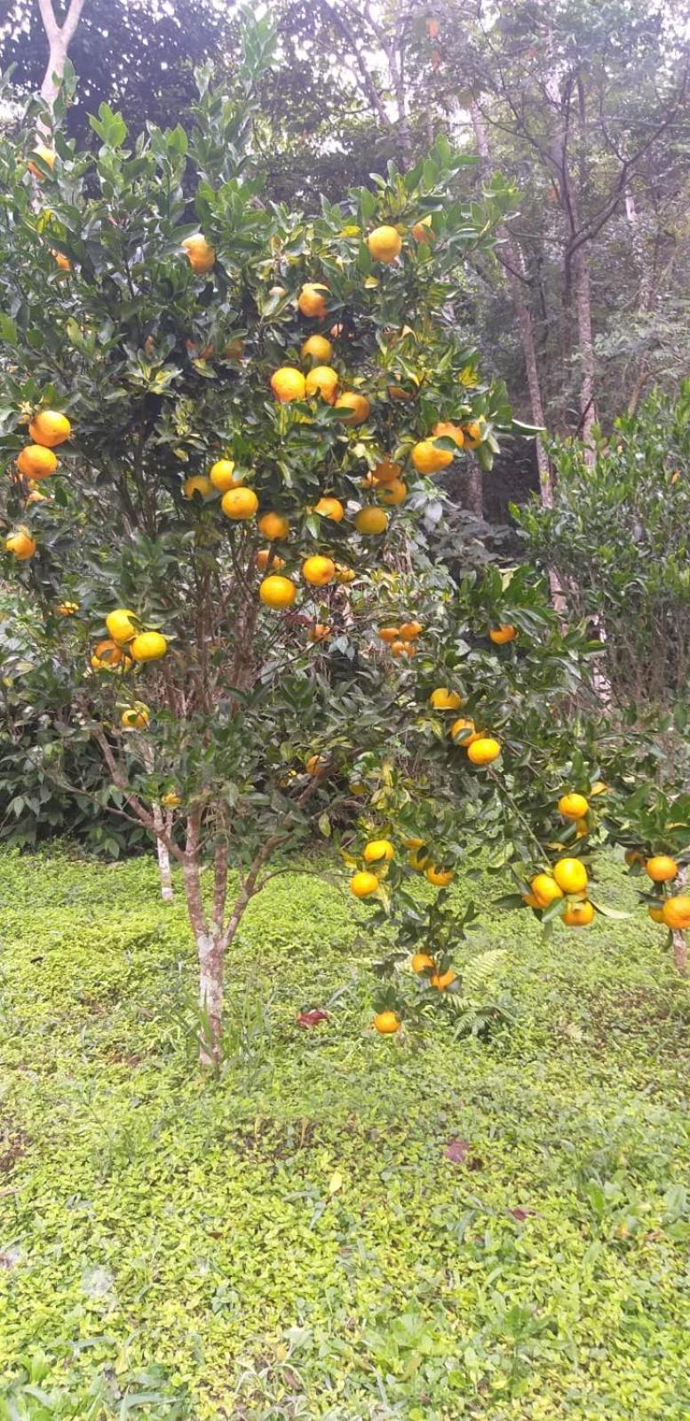 Fazenda Piloes Villa Petrópolis Exteriör bild