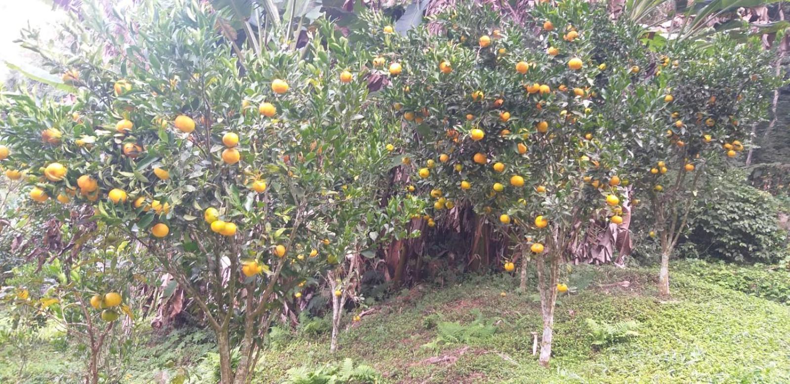 Fazenda Piloes Villa Petrópolis Exteriör bild