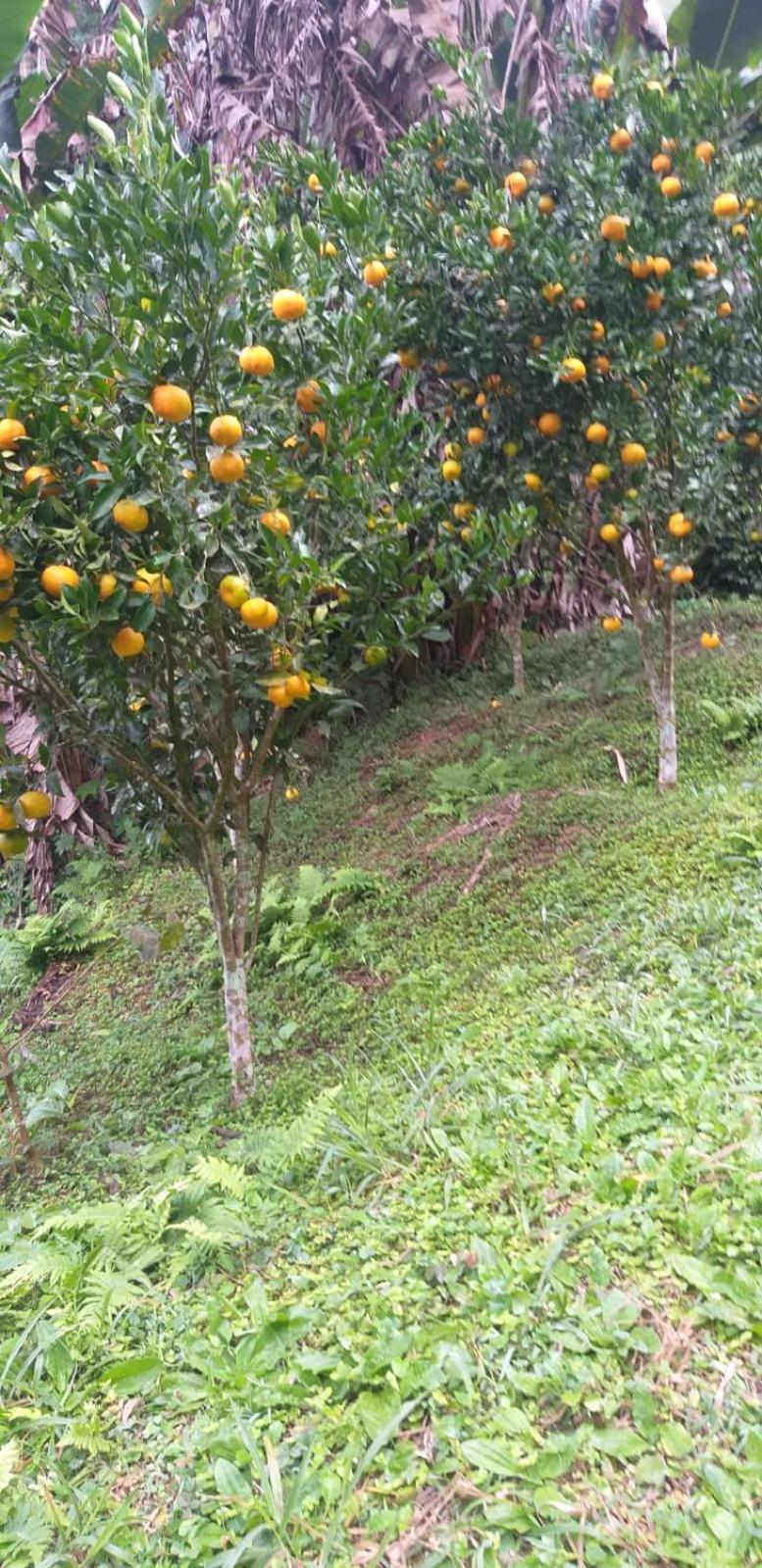 Fazenda Piloes Villa Petrópolis Exteriör bild