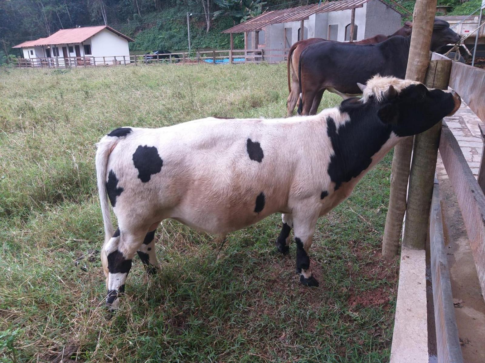 Fazenda Piloes Villa Petrópolis Exteriör bild