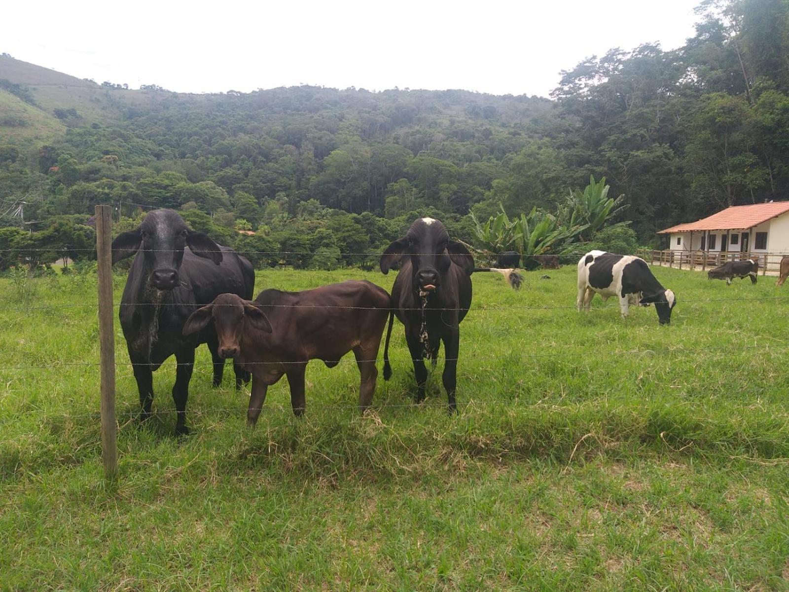 Fazenda Piloes Villa Petrópolis Exteriör bild