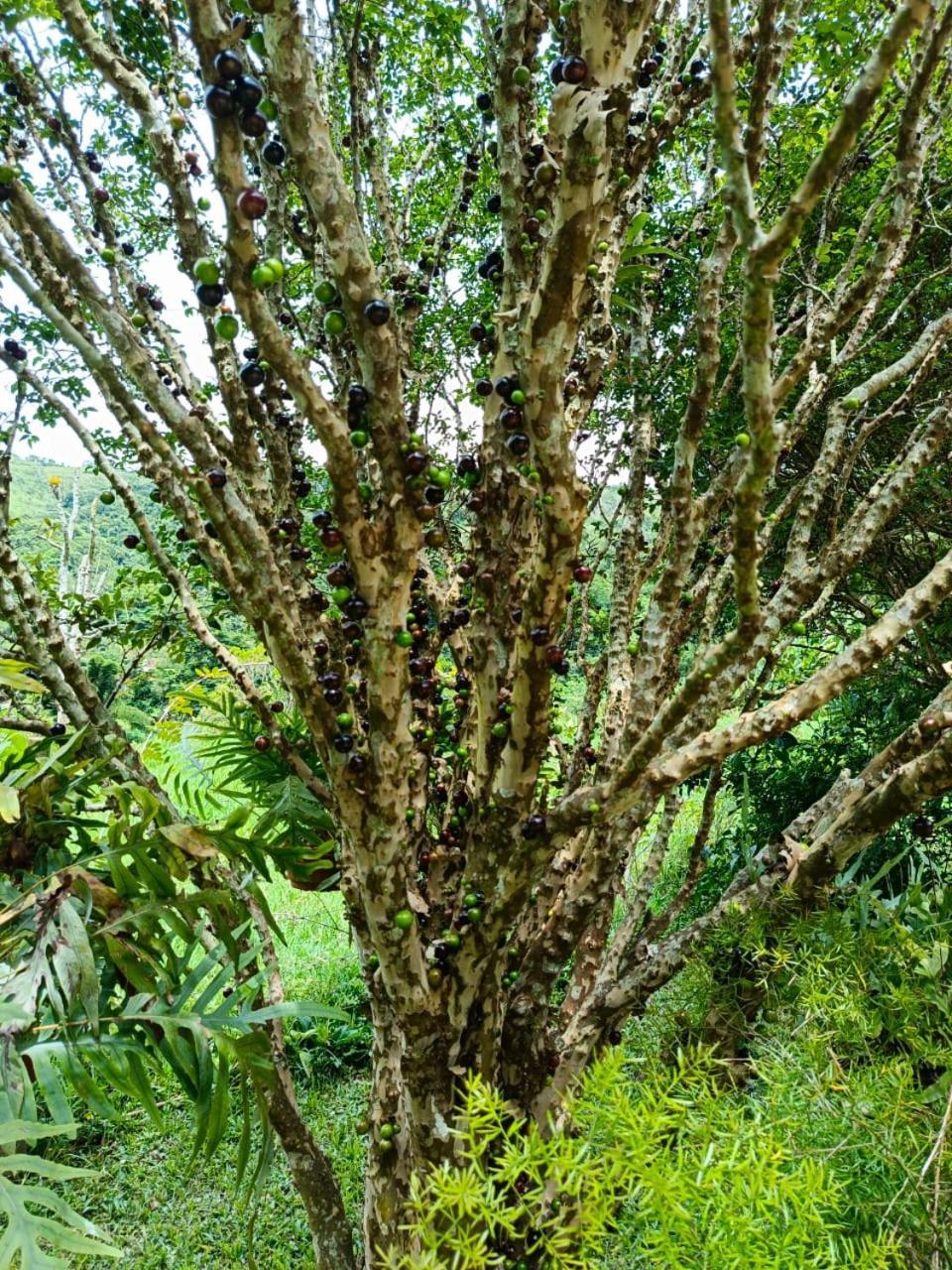 Fazenda Piloes Villa Petrópolis Exteriör bild